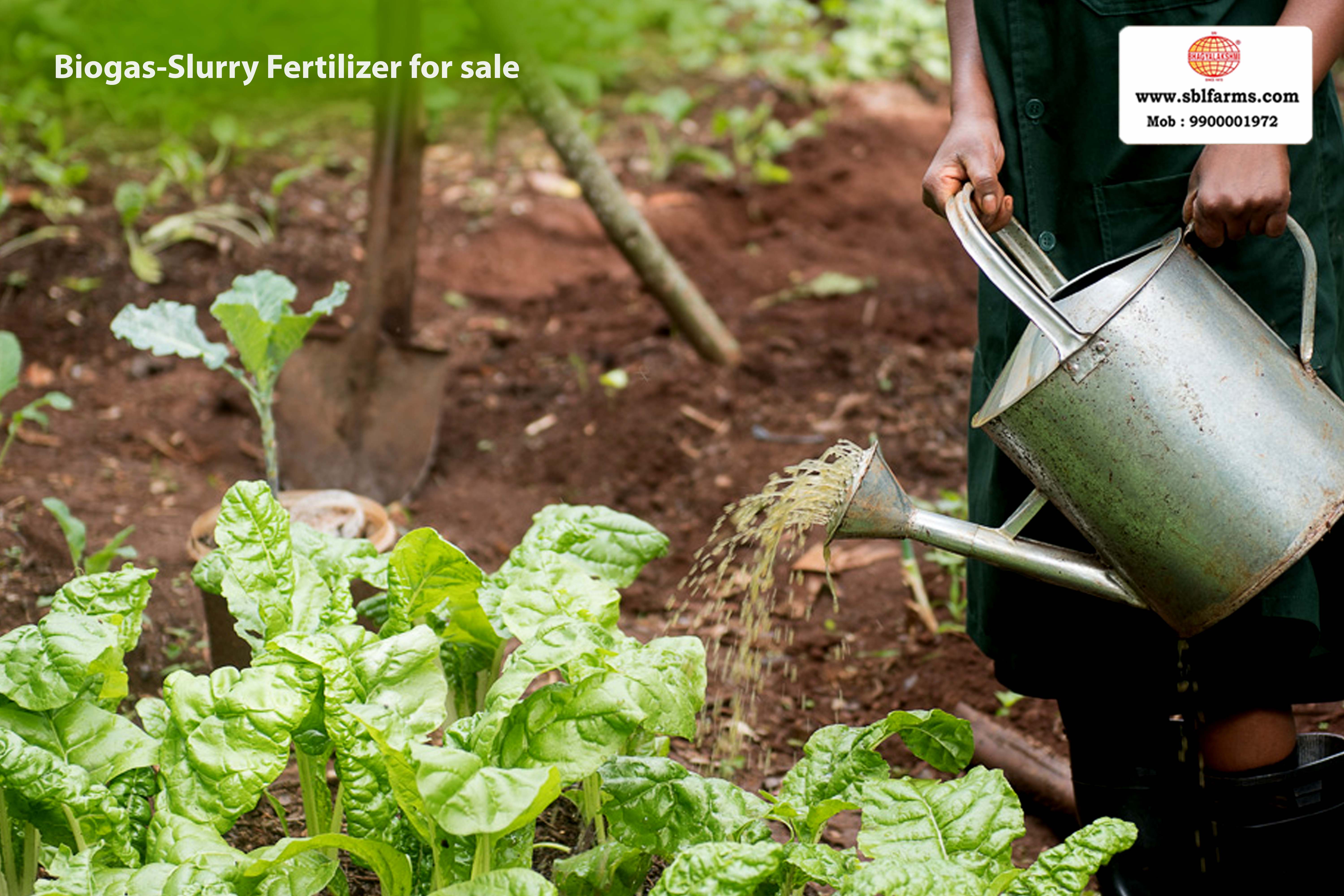 Sri Bhagyalakshmi Farms Bangalore - biogas-slurry fertilizer | Slurry Fertilizer for Sale  |  Fertilizer for vegetable better growth | bioslurry manufacturers, suppliers & exporters in Bangalore|Bio slurry for sale in bangalore |  Sri Bhagyalakshmi Farms fertilizer slurry Bangalore | Bioslurry a supreme fertiliser | slurry fertilizer near me bangalore | slurry fertilizer near me bangalore contact number | manure fertilizer for sale in bangalore | Organic Manure for sale | biogas slurry uses | biogas slurry composition | organic fertilizer price per kg | biogas slurry meaning | organic fertilizer price in india | organic fertilizer price per ton | Sri Bhagyalakshmi Farms, Cow Dung Manure Organic Fertilizer Suppliers in Bangalore